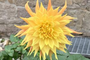 BlumenDraussen_01